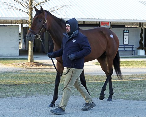 Hip 570, Cerchi by Into Mischief out of Quiet Hour by Quiet American at the Brookdale Sales consignment at the Fasig-Tipton Kentucky Winter Mixed Sale on February 4, 2023.