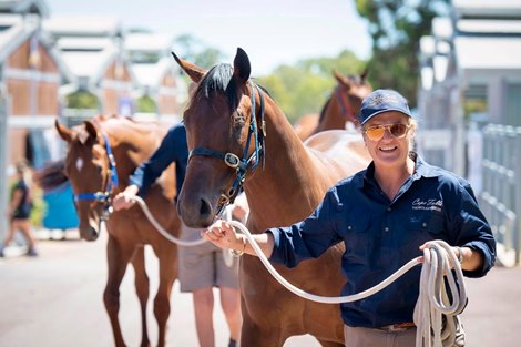 Scene, 2023 Magic Millions Perth Yearling Sale