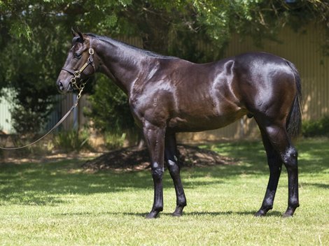 Lot 499, 2023 Inglis Premier Yearling Sale