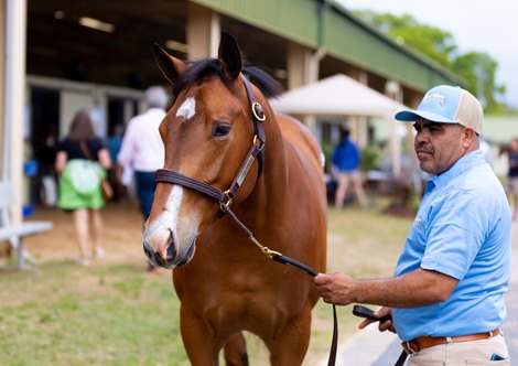 Sammy's Trip Barn 5 Hip No. 1 - OBS Sales