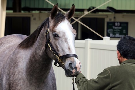 Hip 526, 2023 OBS 2 year old in training Sale