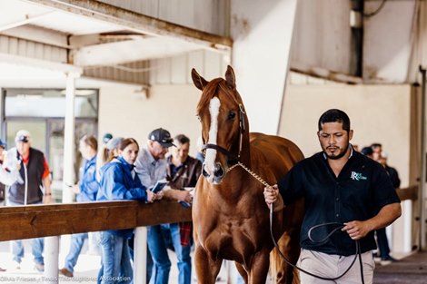 Scene, 2022 Texas Two Year Olds in Training Sale