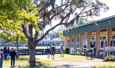 Scene at the OBS March Sale in Ocala, FL on March 20, 2023.