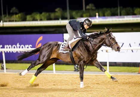 Crown Pride - Morning Trackwork - Meydan, March 22, 2023