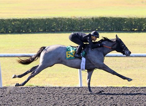 Hip 631 works 1/4 in 20.3,  2023 OBS 2 year old in training Sale
