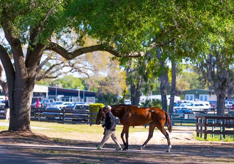 Scene at the OBS March Sale in Ocala, FL on March 20, 2023.