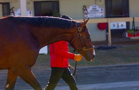 Scene at the OBS March Sale in Ocala, FL on March 20, 2023.