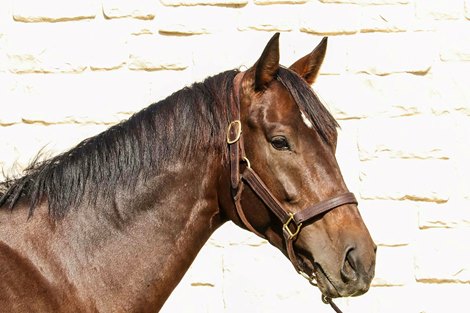 Tiz Mischief at Solitude Thoroughbreds