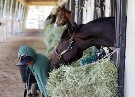 Scenics, 2023 OBS 2 year old in training Sale