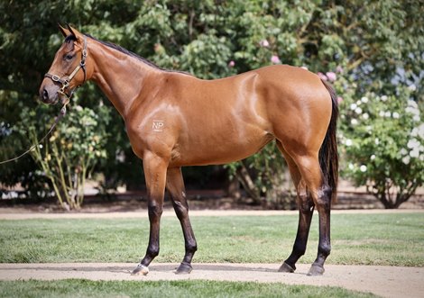 Lot 159 at the Inglis Premier Yearling Sale