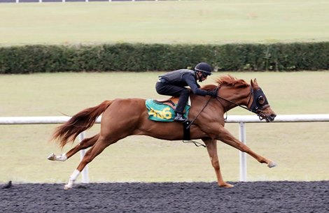 Hip 406 works an 1/4  in 20.3,  2023 OBS 2 year old in training Sale