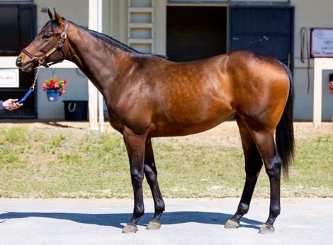 Hip 681, a Constitution pony at the Clary Bloodstock shipment at the OBS March Sale in Ocala, FL on March 19, 2023.