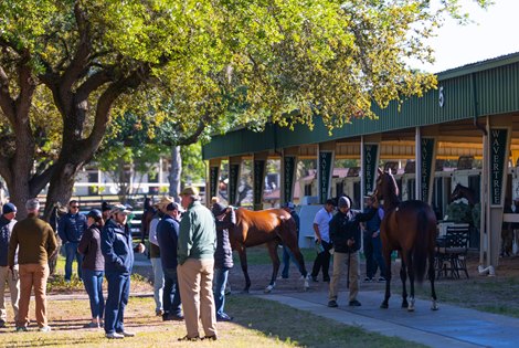 Scene at the OBS March Sale in Ocala, FL on March 20, 2023.