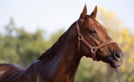 Simon and Ed Crisford &#39;s Dubai World Cup hope Algiers at the  Millennium Stables<br><br />
Dubai 21.3.23 Pic: Edward Whitaker