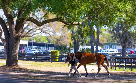 Scene at the OBS March Sale in Ocala, FL on March 20, 2023.