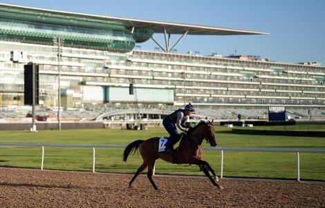 Shirl&#39;s Speight at Meydan on Wednesday morning<br><br />
Dubai 22.3.23 Pic: Edward Whitaker