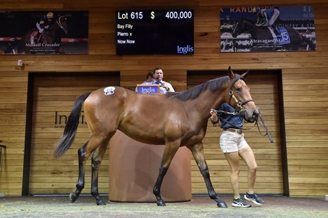 2023 Inglis Premier Fully Puppies Sale, Lot 615