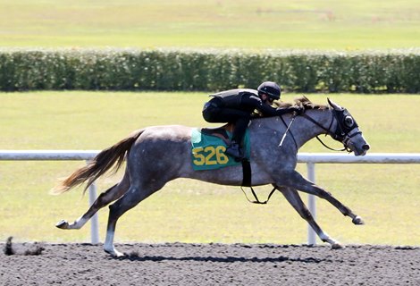 Hip 526 breezes 1/4 in 20.4, 2023 OBS 2 year old in training Sale