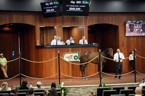 Hip 600,  2023 OBS 2 year old in training Sale