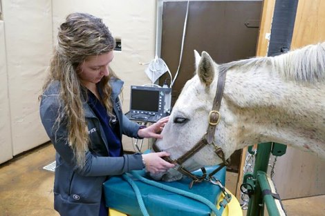 A horse is examined at the Marion duPont Scott Equine Medical Center in Leesburg
