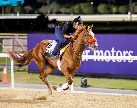 Tall Boy - Trackwork, Meydan, March 22, 2023