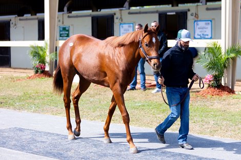 Hip 815, an Omaha Beach pony at Pickview Shipment at the OBS March Sale in Ocala, FL on March 19, 2023.