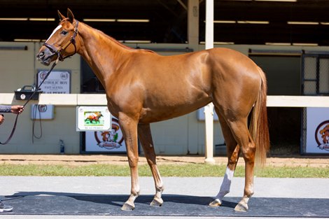 Get Gal ready at the Blas Perez shipment at the OBS March Sale in Ocala, FL on March 19, 2023.