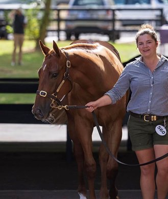 Lot 560, 2023 Annual Inglis Premier Sale