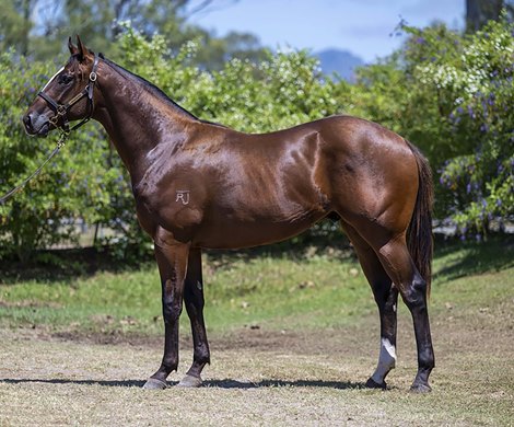 Lot 9, 2023 Magic Millions Gold Coast March Yearling Sale