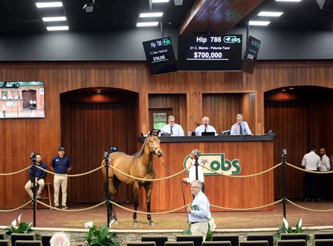 Hip 786, 2023 OBS Spring promotion for two-year-olds