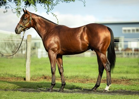 Lot 223, 2023 Inglis Easter Yearling Sale