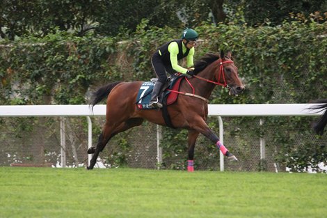 Romantic Warrior - Trackwork - Sha Tin - 042723