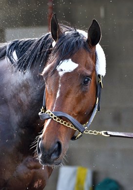 Keeneland Spring 2023 Gotham Stakes winner Raise Cain getting a bath, after working five furlong work at Keeneland