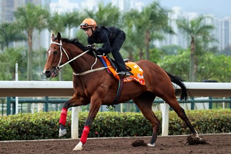 California Spangle - Track Work - Sha Tin - 042723