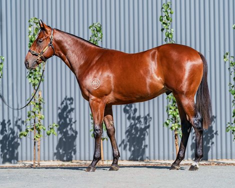 Lot 427, 2023 Inglis Easter Yearling Sale