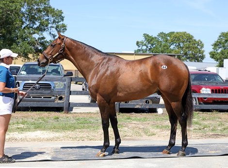 Hip 44, Top Line consignor with Torie Gladwell, 2023 OBS Spring Two-Year-Olds in Training Sale