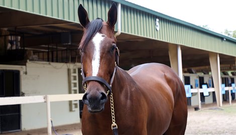 Hip 253, Hartley DeRenzo Consignor , 2023 OBS Spring Two-Year-Olds in Training Sale