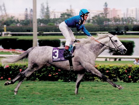 Daylami wins the 1999 Breeders&#39; Cup Turf at Gulfstream Park