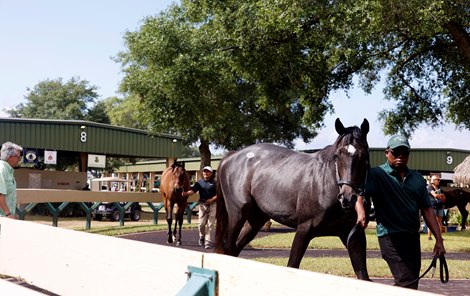 Scenics, 2023 OBS Spring Training Sale for Two-Year-Olds