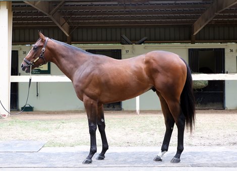 Hip 253, 2023 OBS Spring Two-Year-Olds in Training Sale