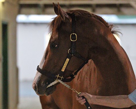 Mage walking shedrow morning after his Kentucky Derby (G1) win.