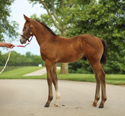 Rocket Can, Into Mischief out of Tension, taken at WinStar Farm June 30, 2020.