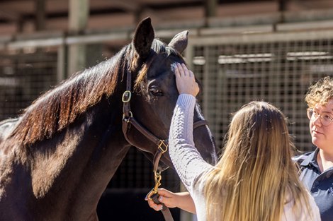 Scene, 2023 Magic Millions Gold Coast National Broodmare Sale