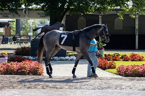 Arcangelo - Paddock Schooling - BEL - 052723
