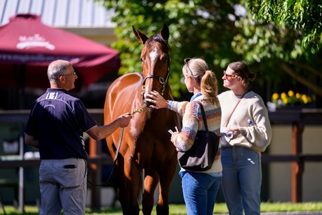2023 Gold Coast National Yearling Sale, Scene
