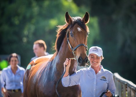 Magic Millions 2023 Gold Coast National Broodmare Sale, Lot 751<br><br />
Zenaida