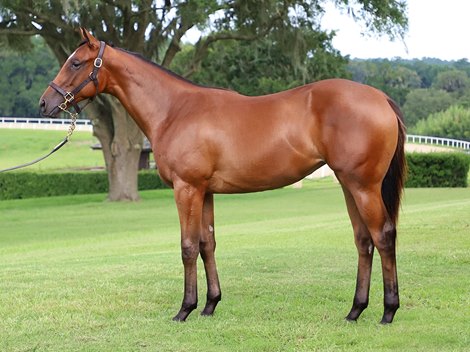 Mimi Kakushi as a yearling