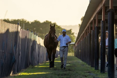 Magic Millions 2023 Gold Coast National Broodmare Sale, Lot 645 Snapdancer