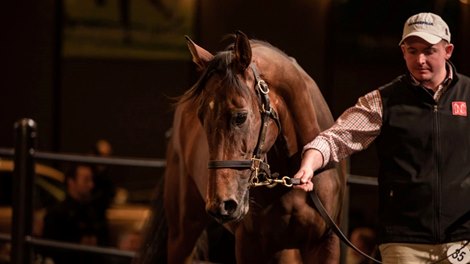 2023 Inglis Chairman&#39;s Sale, Lot 35