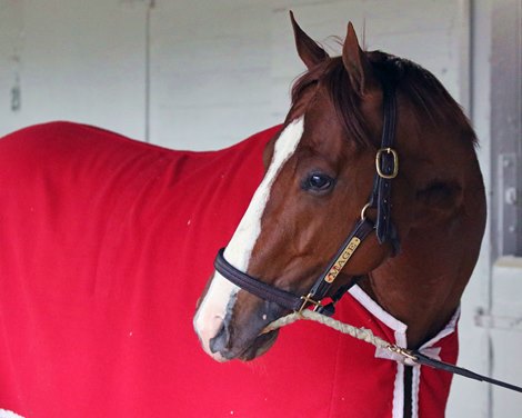 Mage walking the shed row at Churchill Downs on May 1, 2023. Photo By: Chad B. Harmon